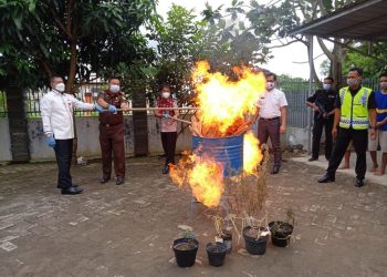 BNNP Banten Musnahkan Pohon dan Ganja Siap Edar