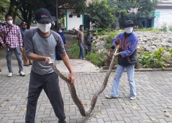 Ular Sepanjang 3 Meter Ditemukan di Kantor MUI Tangsel