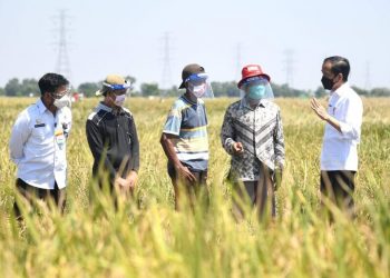 Presiden Jokowi Tinjau Panen Padi dan Berdialog dengan Petani di Indramayu