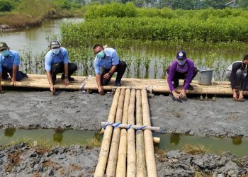 Selama Tiga Tahun IKPP Tangerang Tanam 100 Ribu Bibit Mangrove