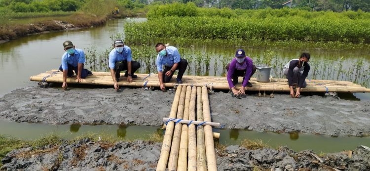 Penanaman bibit mangrove di Pantai Utara Tangerang. (RAY)