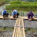 Selama Tiga Tahun IKPP Tangerang Tanam 100 Ribu Bibit Mangrove