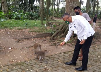 Camat Solear: Kawanan Monyet Kelaparan Masuk ke Pemukiman Warga