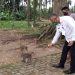 Camat Solear: Kawanan Monyet Kelaparan Masuk ke Pemukiman Warga
