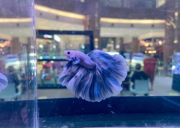 Pecinta Cupang Yuk Merapat di Betta Fishtival SMS