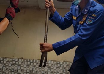 Biawak Sepanjang 1,3 Meter ‘Bertamu’ ke Rumah Warga Ciputat