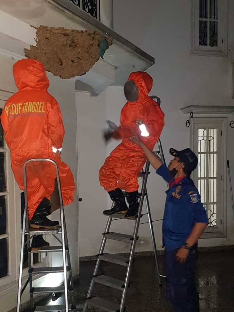 Petugas Damkar Kota Tangsel mengevakuasi sarang tawon. (PHD)