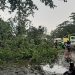 Dihantam Hujan Deras Angin Kencang, Pepohonan di Kota Tangerang Tumbang