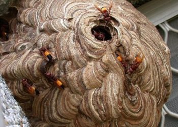 Tawon Vespa Teror Warga Pamulang, Petugas Damkar Evakuasi Sarang Berukuran Raksasa