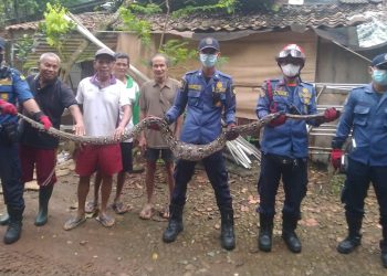 Kenyang Makan Ayam Warga, Ular Sanca Sepanjang 4 Meter di POndok Aren Ditangkap