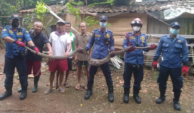 Petugas Damkar Kota Tangsel tangkap ular sanca. (PHD)