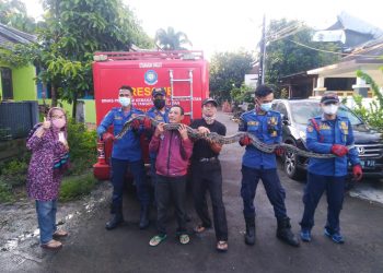 Ular Sanca Sepanjang 3 Meter Jatuh Dari Atas Plafon Rumah Bikin Geger