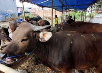 Hewan Ternak Harus Dilengkapi Surat Sehat, Pemkab Tangerang Siapkan Delapan Titik Pos Pantau