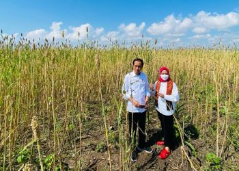 Antisipasi Krisis Pangan Global, Presiden: Sorgum Alternatif Bahan Pangan