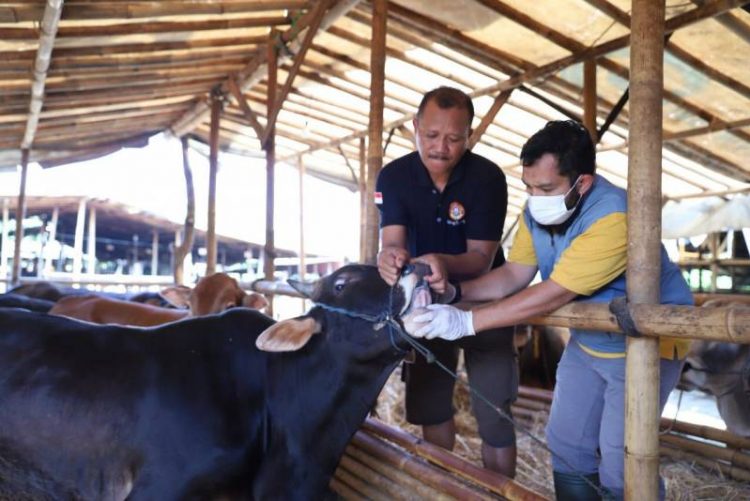 Petugas memeriksa kesehatan hewan ternak cegah penyakit mulut dan kuku. (KEY)