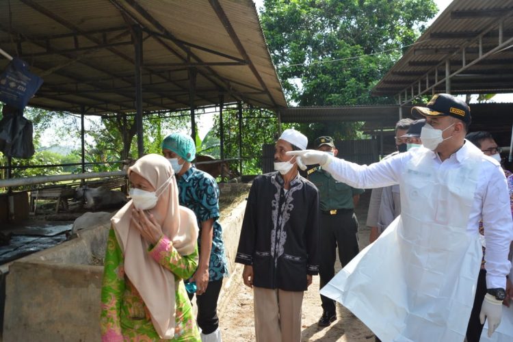 Bupati Tangerang Zaki Iskandar saat memantau di lapak penggemukan sapi. (RIK)
