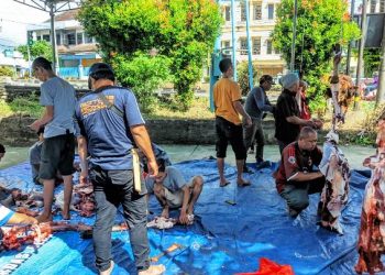 Momen Idul Adha, JMSI dan PWI Babel Sembelih Empat Sapi dan Kambing