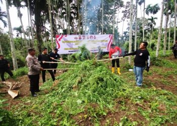 Pengembangan Kasus, Polda Banten Temukan Ladang Ganja di Aceh