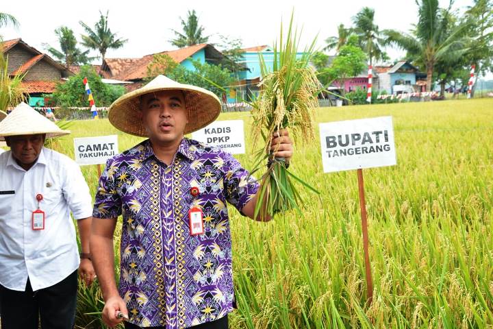 Bupati Tangerang Zaki Iskandar memanen padi di Pakuhaji. (RIK)