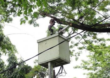 Rawan Tumbang Akibat Hujan dan Angin, Cabang Pohon Menjuntai ke Jalan Dipangkas