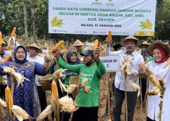 Petani Mustahik Binaan BAZNAS di Sragen Panen Jagung
