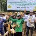 Petani Mustahik Binaan BAZNAS di Sragen Panen Jagung