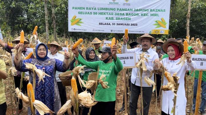Panen raya perdana petani jagung binaan Baznas. (IST)