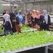 Anggota Binaan CSR IKPP Tangerang Diajak Cross Learning ke Teratai Hidrofarm