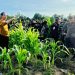 Harapan Petani Kabupaten Keerom terhadap Lumbung Pangan Jagung