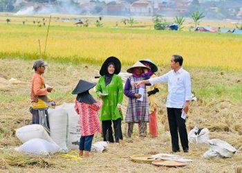 Presiden Jokowi Hampiri Petani yang Sedang Panen