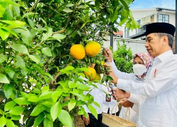 Presiden Tinjau Area Pertanian Kopontren Al-Ittifaq