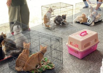 Kontrol Populasi, Pemkab Tangerang Gratiskan Sterilisasi Kucing