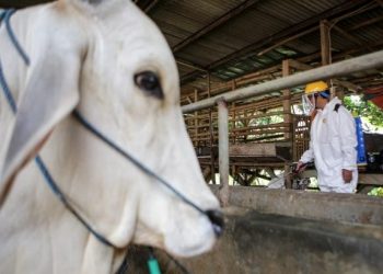 Antisipasi Penyebaran Antraks, Sembilan Dokter Hewan Disiagakan