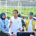Persemaian Mentawir Hampir Selesai, Presiden: Ini untuk Hijaukan IKN
