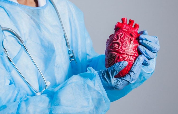 Ilustrasi jantung/NET