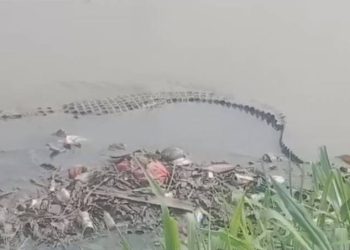 Buaya Nongol di Kali Sabi, BPBD Kota Tangerang Terjunkan Tim