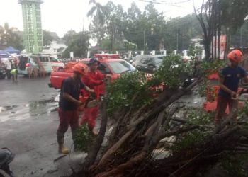 Hujan Deras Disertai Angin Kencang Robohkan Sejumlah Pohon