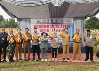 Sembilan Hektar Desa Dangdang Cisauk Dijadikan Klaster Benih Jagung