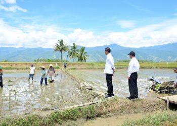 Presiden Jokowi Tinjau Panen Raya di Kabupaten Sigi