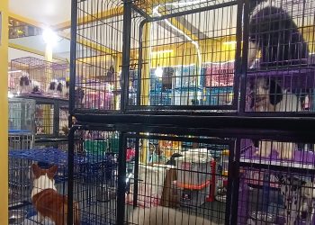 Event Paw Tastic Mal Living World Alam Sutera Sepi Pengunjung