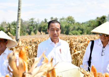 Tinjau Panen Jagung di Boalemo, Presiden Dorong Peningkatan Produksi dan Kesejahteraan Petani