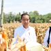 Tinjau Panen Jagung di Boalemo, Presiden Dorong Peningkatan Produksi dan Kesejahteraan Petani