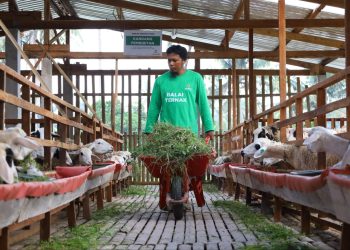 Balai Ternak BAZNAS Siapkan 4.052 Hewan Kurban Terbaik