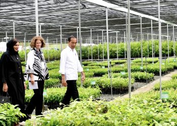 Presiden Jokowi Resmikan Persemaian Mentawir untuk Rehabilitasi Hutan Kalimantan