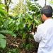 Panen Kopi di Lampung Barat, Presiden Jokowi Dorong Peningkatan Produktivitas