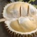 Ini Loh Jenis Durian Asli Banten, Yang Mana Favorit Kalian