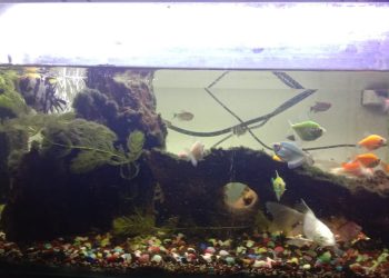 Ga Bosan Dilihat, Rekomendasi Ikan yang Cocok untuk Mempercantik Aquascape