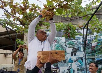 Dorong Agrowisata Lokal, Camat Pasar Kemis Panen Anggur Impor di Kutabumi