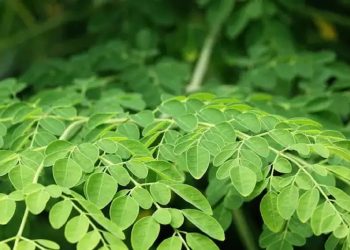 Sederet Manfaat Daun Kelor untuk Kesehatan