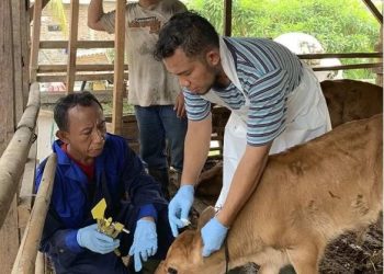 Antisipasi Wabah PMK, Dinas Ketahanan Pangan Kota Tangerang Gratiskan Vaksinasi Hewan Kurban